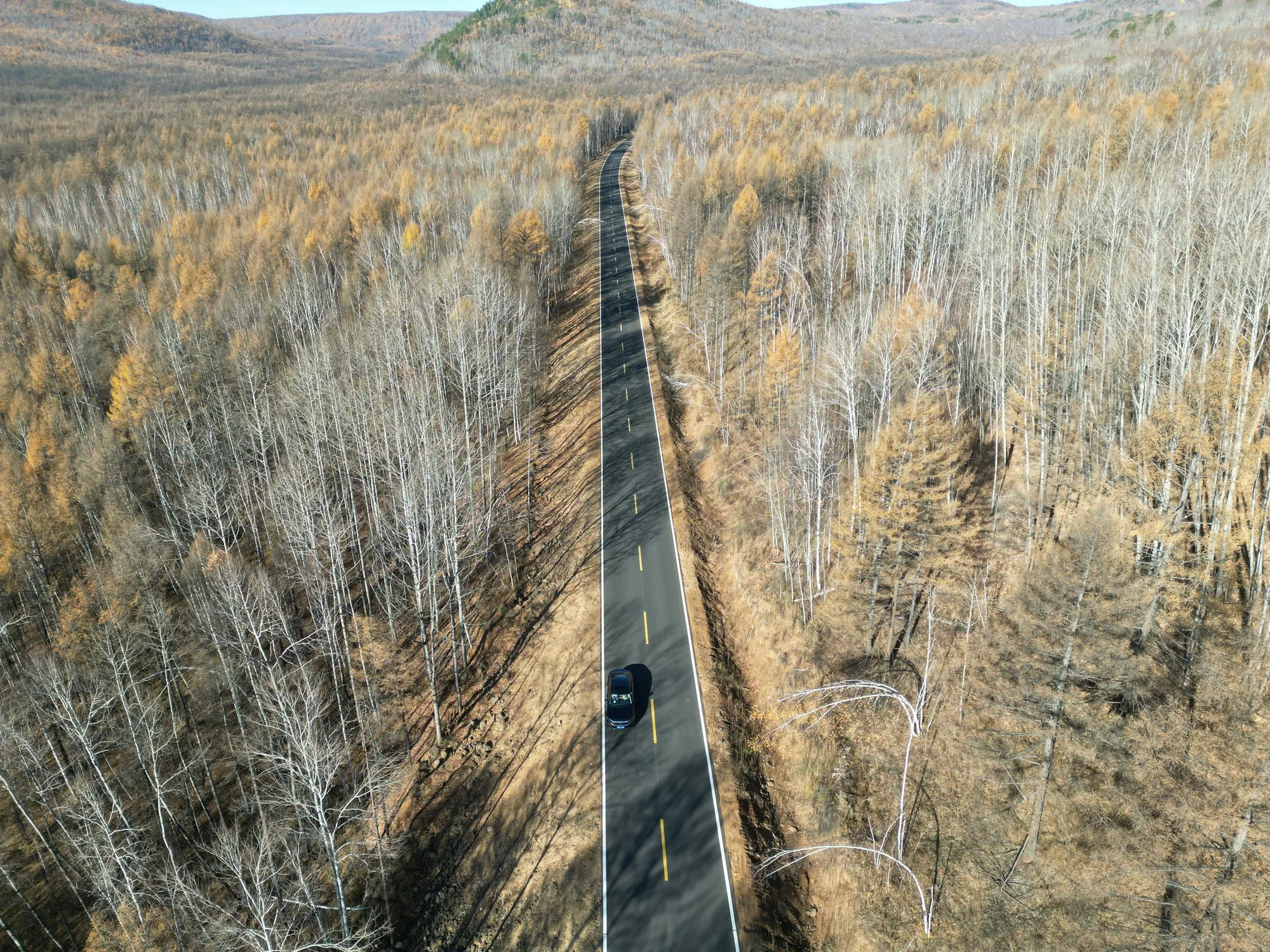白桦林里的公路